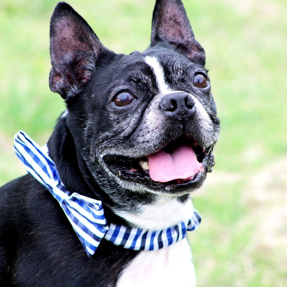 Surgery fund for Rocky